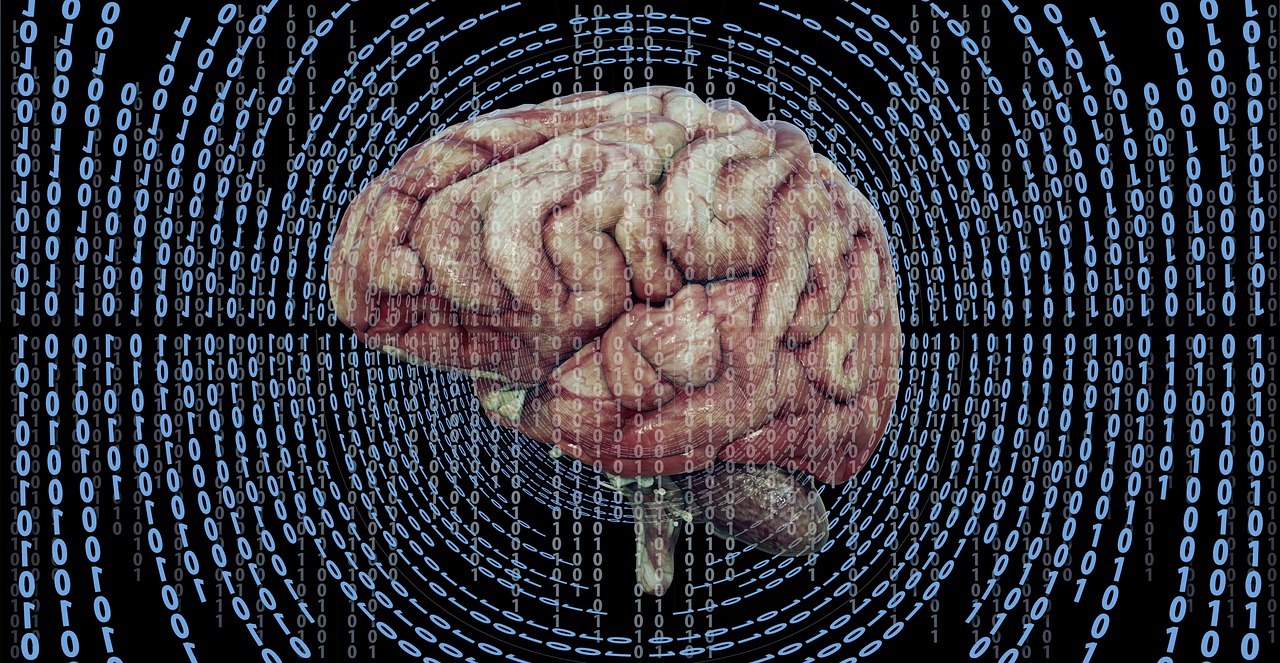 anaterate brain